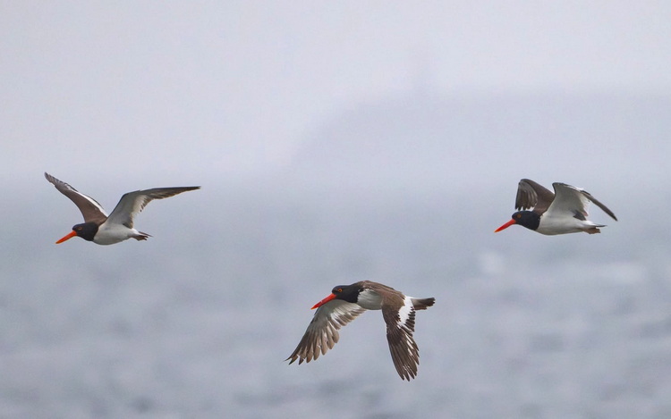 Oystercatchers flying by with a misty Whitehead Island in the background
